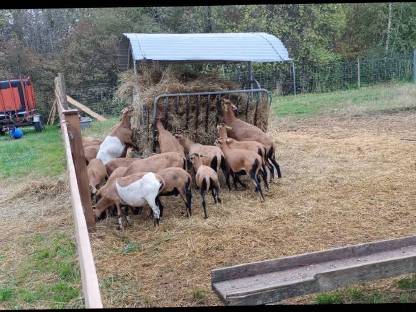 kamerunschaf weibchen