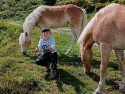 Haflinger Jährling