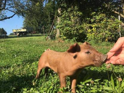 Duroc Ferkel Iberico Schwäbisch