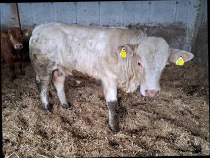 Charolais Jungstier