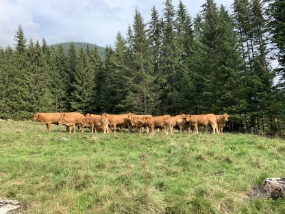 Reinrassige Limousin-Kalbinnen Bio