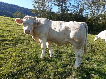 BIO Charolais Kalbinnen