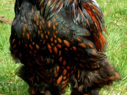 Bild 5:Bruteier Brahma goldschwarz gesäumt große Rasse