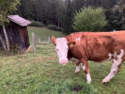 Trächtige BIO Kalbin zu verkaufen