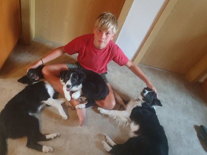 Bild 4:Bio Lacaune Zuchtschafe mit Papieren zu verkaufen