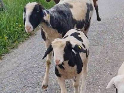 Gescheckter Bergschaf Widder rein