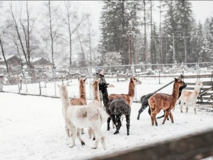 Bild 2:Alpakas abzugeben