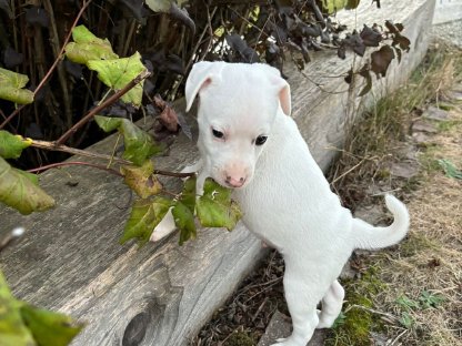 Parson Russell Terrier Welpen reinrassig