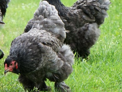 Bild 3:Bruteier Brahma blau, große Rasse, Versand international