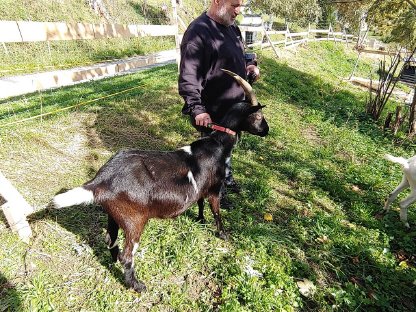 Kleine Ziegenherde oder einzeln, Tauern- und Saanenziege