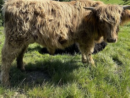 Hochlandrinder Bio Ochsen