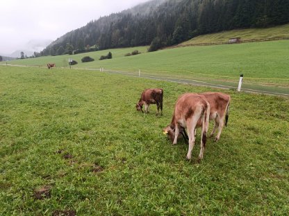 Bio Jersey Kälber zu verkaufen