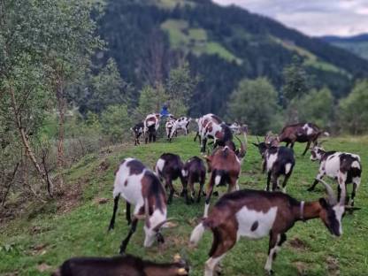 Tauernscheck Ziege Naila