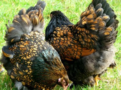 Bild 3:Bruteier Brahma goldschwarz gesäumt große Rasse