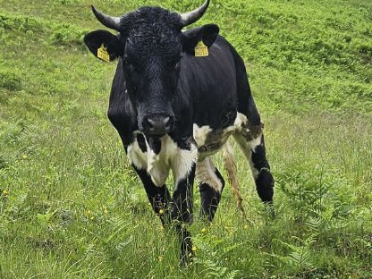 Verkaufe schwarze Pinzgauer Kalbin