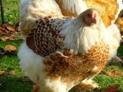 Bild 6:Bruteier Brahma goldweiß gesäumt große Rasse international