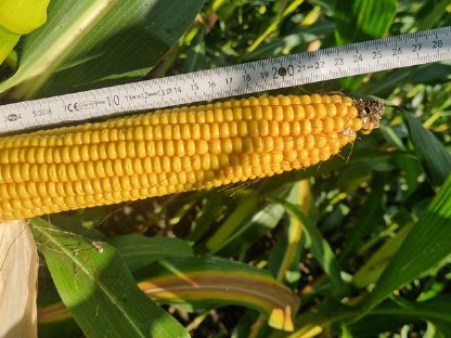 Bild 2:Maisballen, Maislagerballen