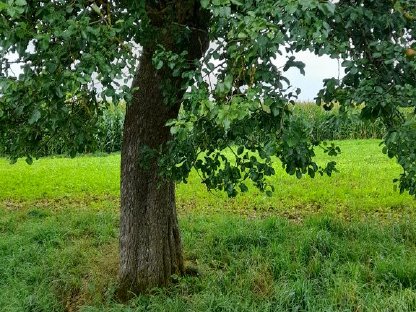 Mostobst Äpfel und Birnen