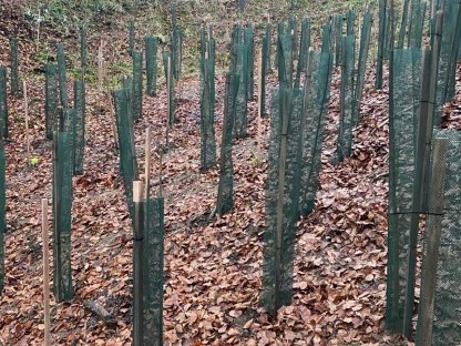 Bild 5:Schutzhüllen, Verbissschutz