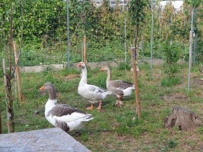 Verkaufe Graugänse