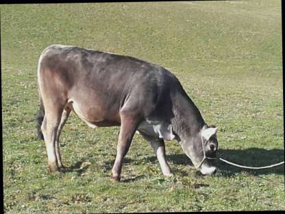 Tiroler Grauvieh