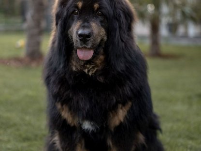 Bild 3:Do Khyi Wurfanzeige