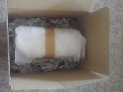 Bild 8:Bruteier Brahma Porzellan, große Rasse