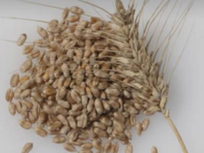 Futtertriticale