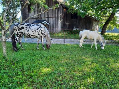 Partbred Pony Hengstfohlen