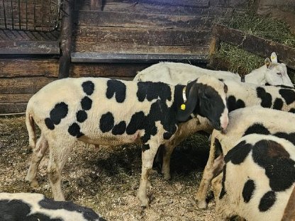 Verkaufe gescheckten bergschaf widder