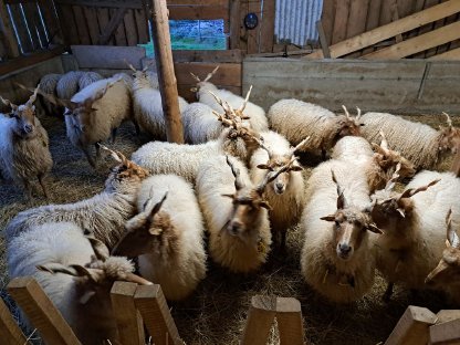 Bild 2:Verkaufe Bio-Lämmer vom Zackelschaf