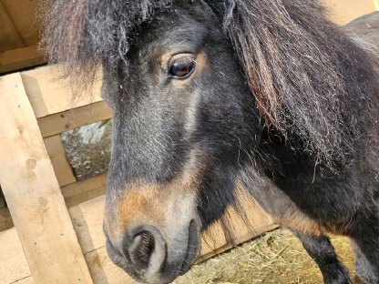 Minishetland Ponystute dunkelbraun