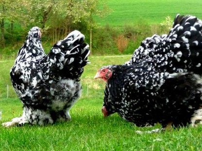 Bild 5:Bruteier Brahma schwarz-weiß gescheckt mottled große Rasse