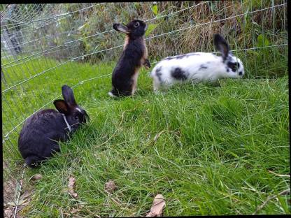 Zwergkaninchen Weibchen