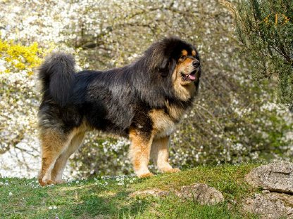 Bild 2:Do Khyi Wurfanzeige