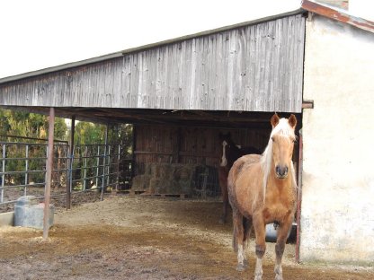 Landhaus in Sonderlage für Pferdeleute