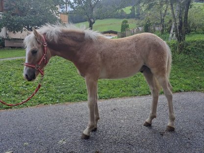 Haflinger Hengstfohlen zu verkaufen