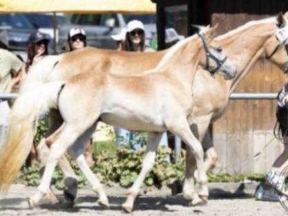 Haflinger Hengstfohlen