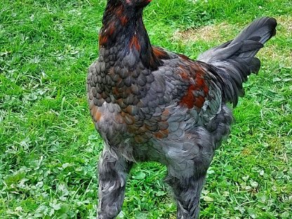 Junghähne Marans Shamo Kraienkopp Mix