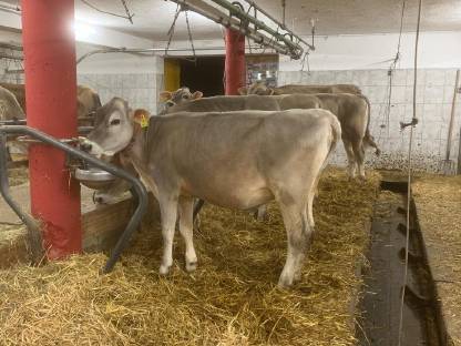 Brownswiss-Kalb zu verkaufen