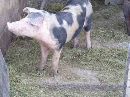 Pietrain Jungeber und Landrasse x Duroc Bio