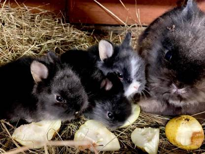 Löwenkopf Löwenköpfchen Kaninchen Zwerghasen Zwergkaninchen