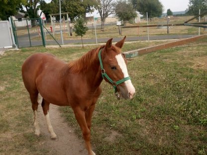 Quarter Horse Fohlen