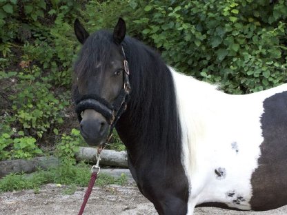 Liebenswerter Pony Wallach Winnie Pooh