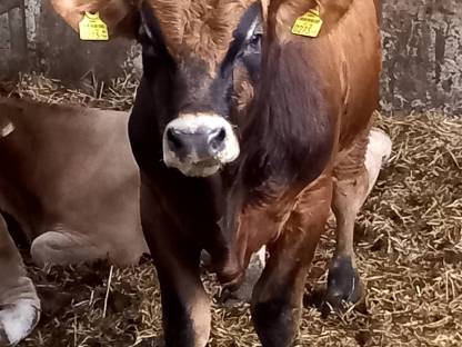 Verkaufe Murbodner Stier Mars