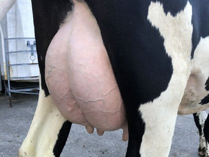 Holstein Zweitkalbskuh