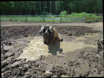 Ferkel zu verkaufen