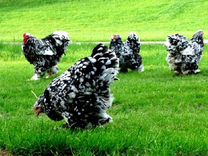 Bruteier Brahma schwarz-weiß gescheckt mottled große Rasse