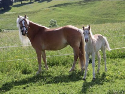 Haflinger Hengstfohlen zu verkaufen