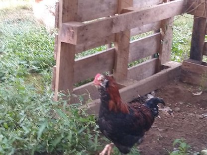 Bild 5:Reserviert-Sulmtaler Junghennen und Junghähne zu verschenken